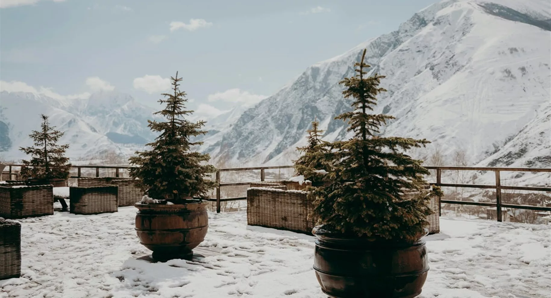 Koniferen-Arten im Topf