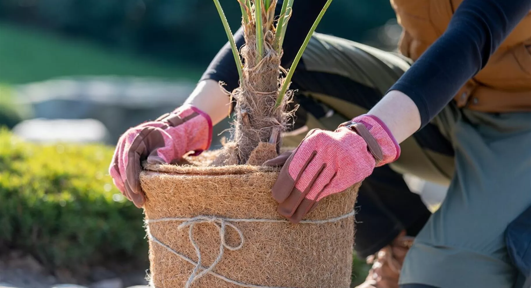Pflanzen Winterschutz mit Kokosmatte Pflanzen Winterschutz mit Kokosmatte