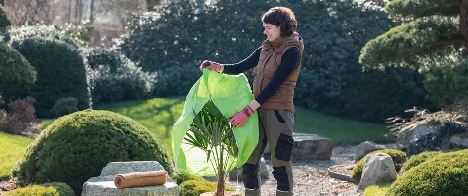 Empfindliche Pflanzen mit Winterschutz Empfindliche Pflanzen mit Winterschutz