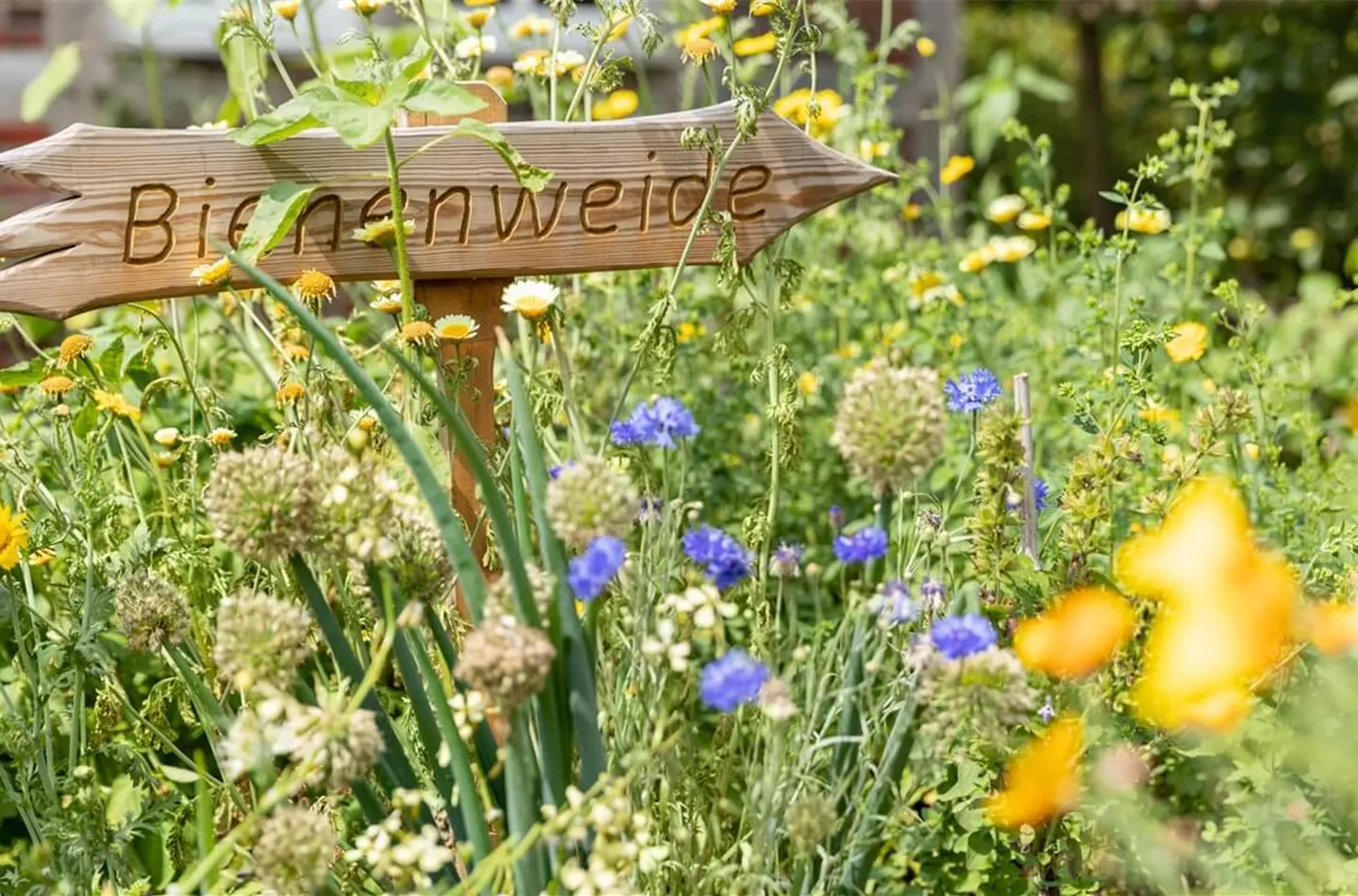 Bienenfreundliche Pflanzen für Garten & Balkon
