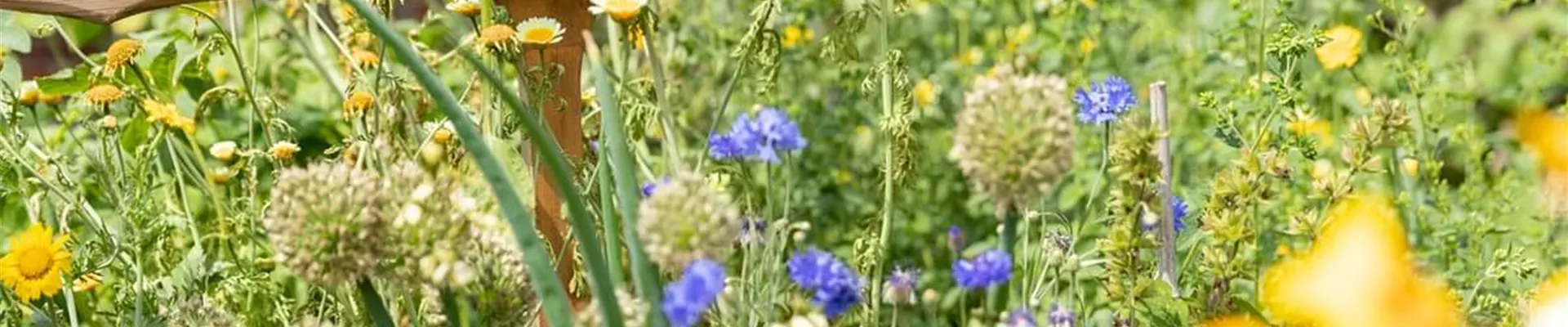 Bienenfreundliche-Pflanzen-Garten-Balkon.jpg Bienenfreundliche-Pflanzen-Garten-Balkon.jpg