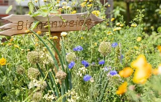 Bienenfreundliche Pflanzen für Garten & Balkon