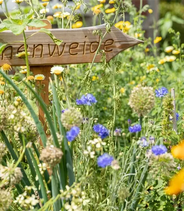 Bienenfreundliche Pflanzen für Garten & Balkon