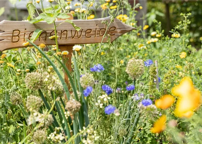 Bienenfreundliche Pflanzen für Garten & Balkon