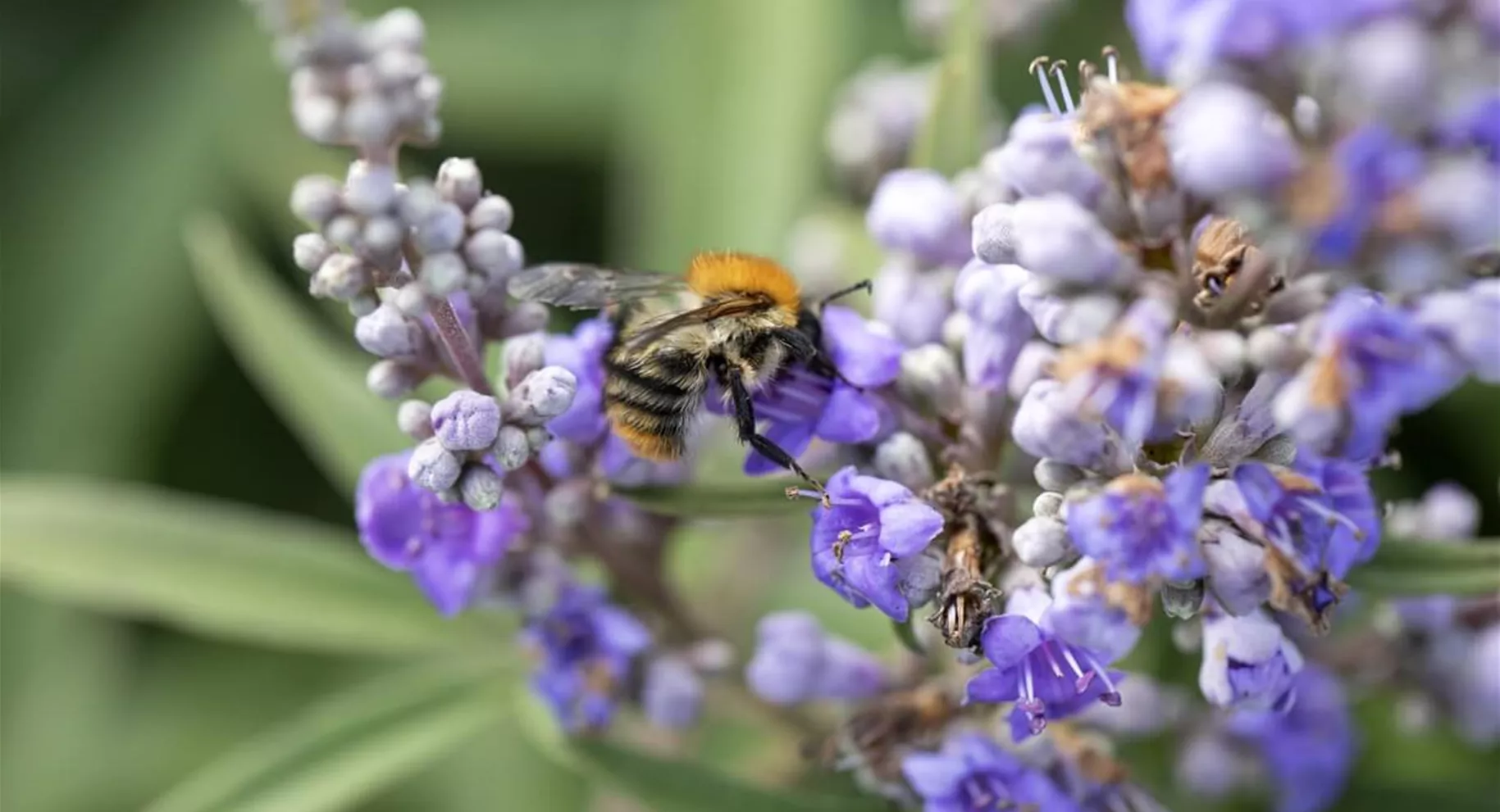 Warum sind Pflanzen für Bienen wichtig Warum sind Pflanzen für Bienen wichtig