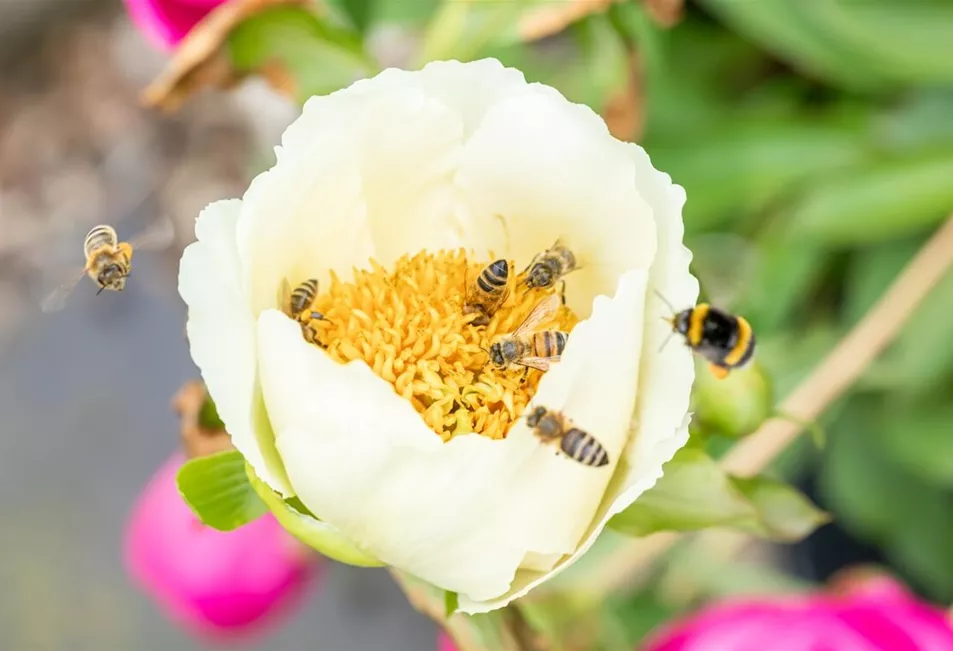 Bienenfreundliche Blumen Bienenfreundliche Blumen