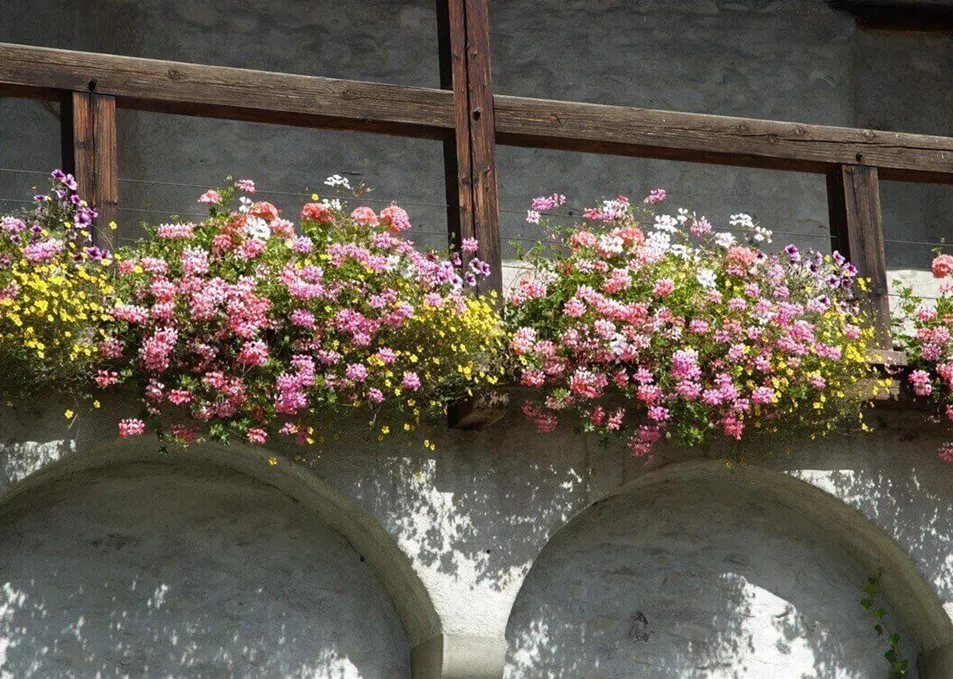 Bienenfreundliche Balkonpflanzen Bienenfreundliche Balkonpflanzen