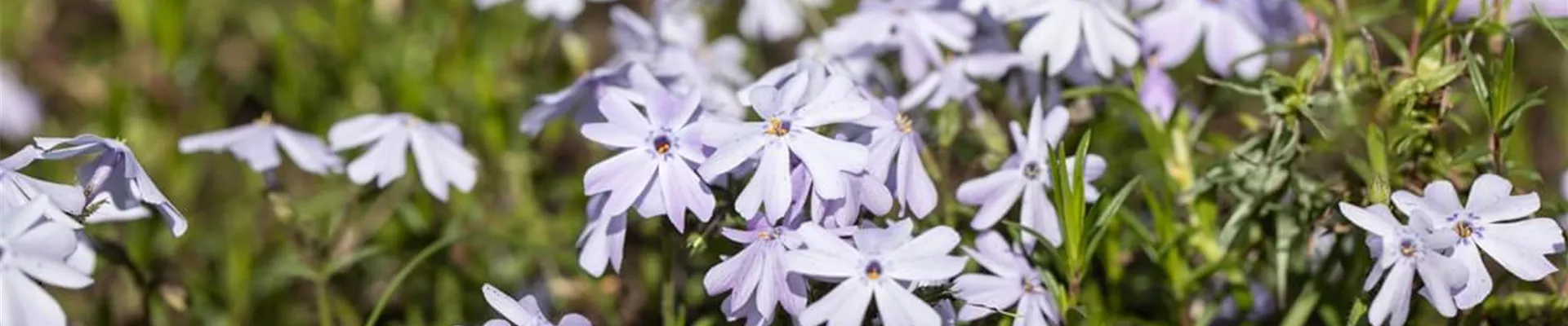 Welche-Bodendecker-gegen-Unkraut.jpg Welche-Bodendecker-gegen-Unkraut.jpg