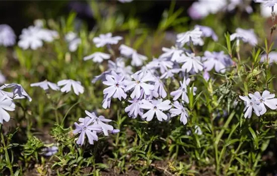 Die besten Bodendecker gegen Unkraut | Bauer Baumschulen