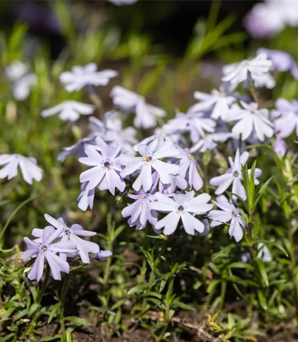 Die besten Bodendecker gegen Unkraut Bauer Baumschulen