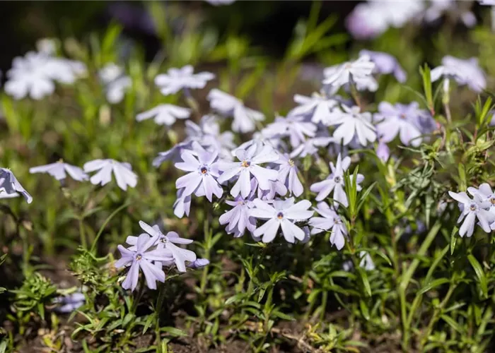 Die besten Bodendecker gegen Unkraut | Bauer Baumschulen