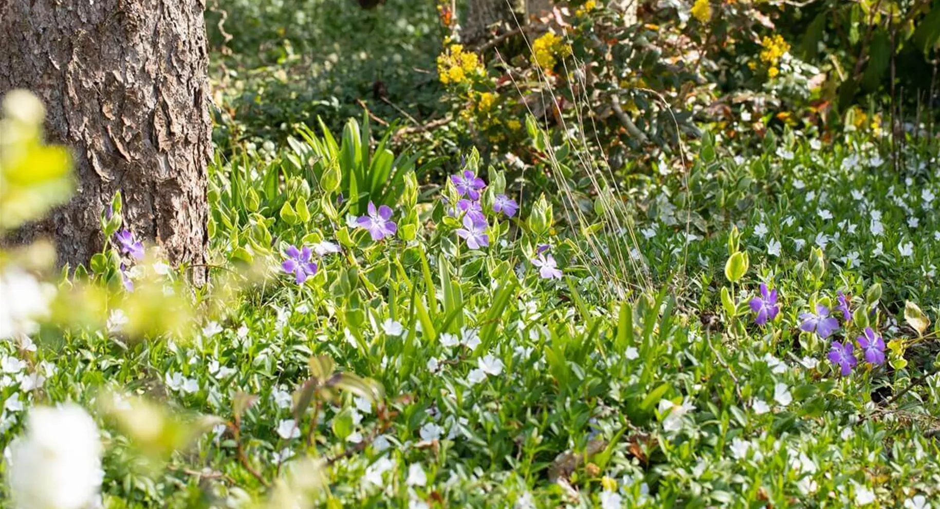 Immergrün als Bodendecker gegen Unkraut Immergrün als Bodendecker gegen Unkraut