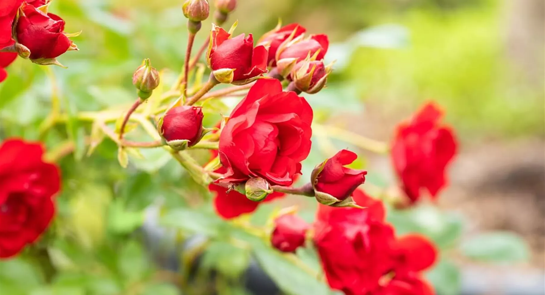 Schnell wachsende Bodendecker gegen Unkraut Schnell wachsende Bodendecker gegen Unkraut