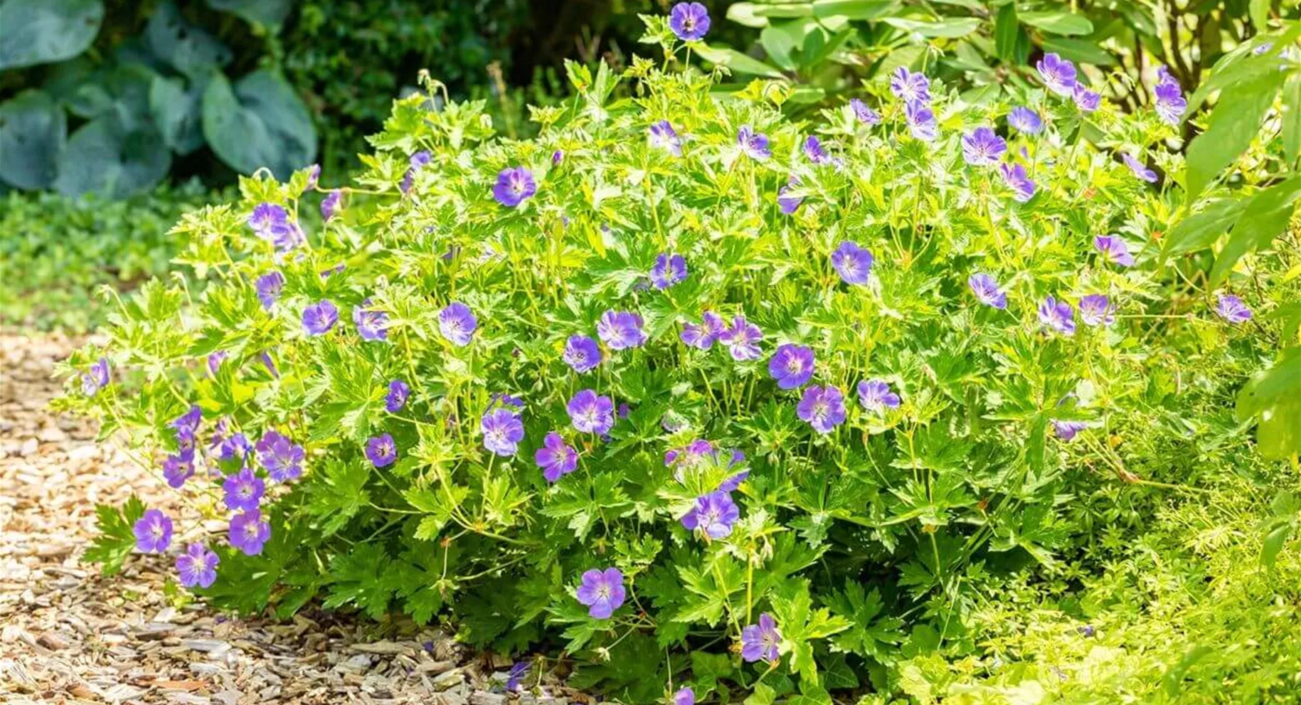 Standort von Unkraut-Bodendeckern Standort von Unkraut-Bodendeckern