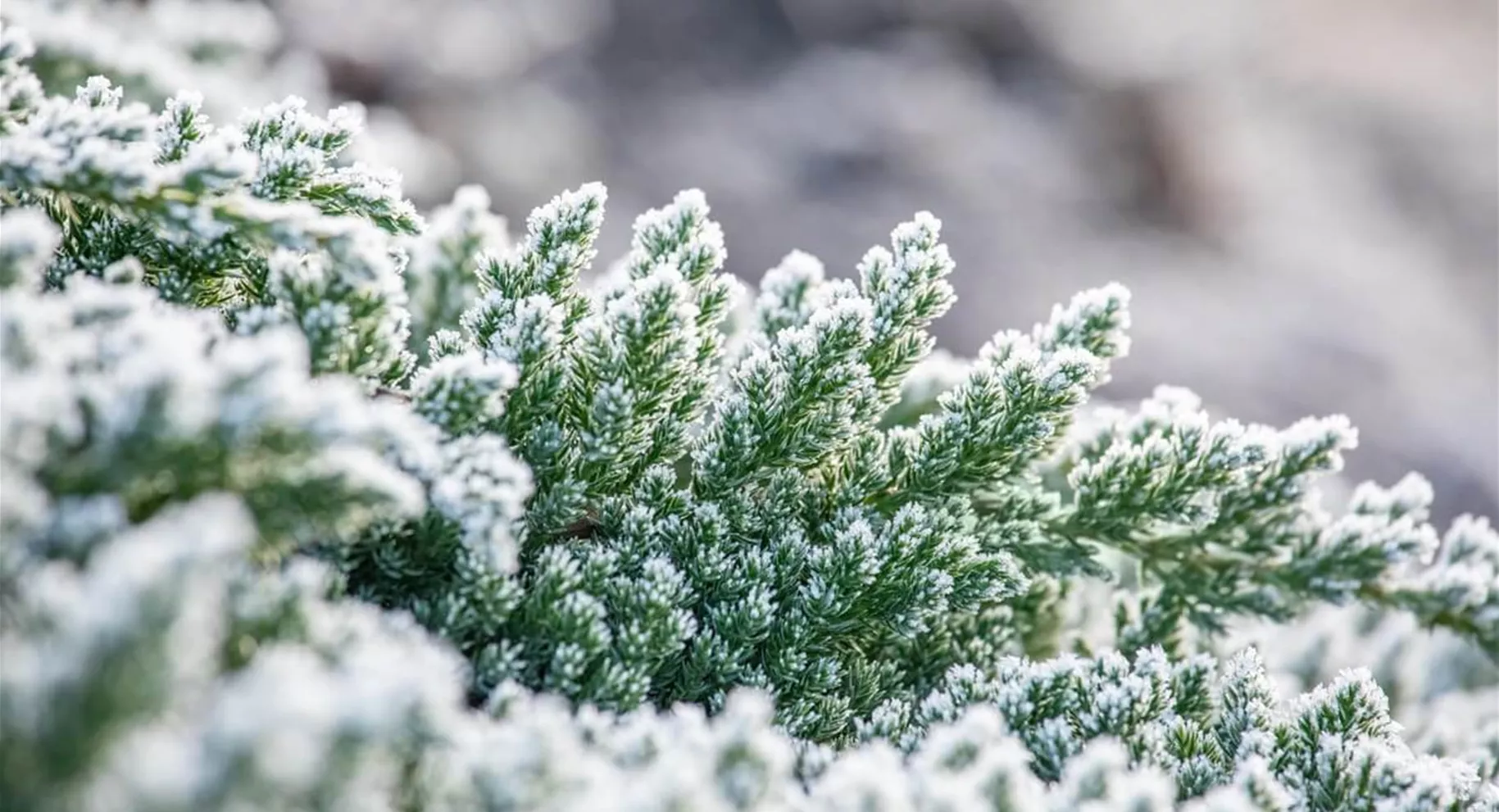 Winterharte Bodendecker gegen Unkraut Winterharte Bodendecker gegen Unkraut