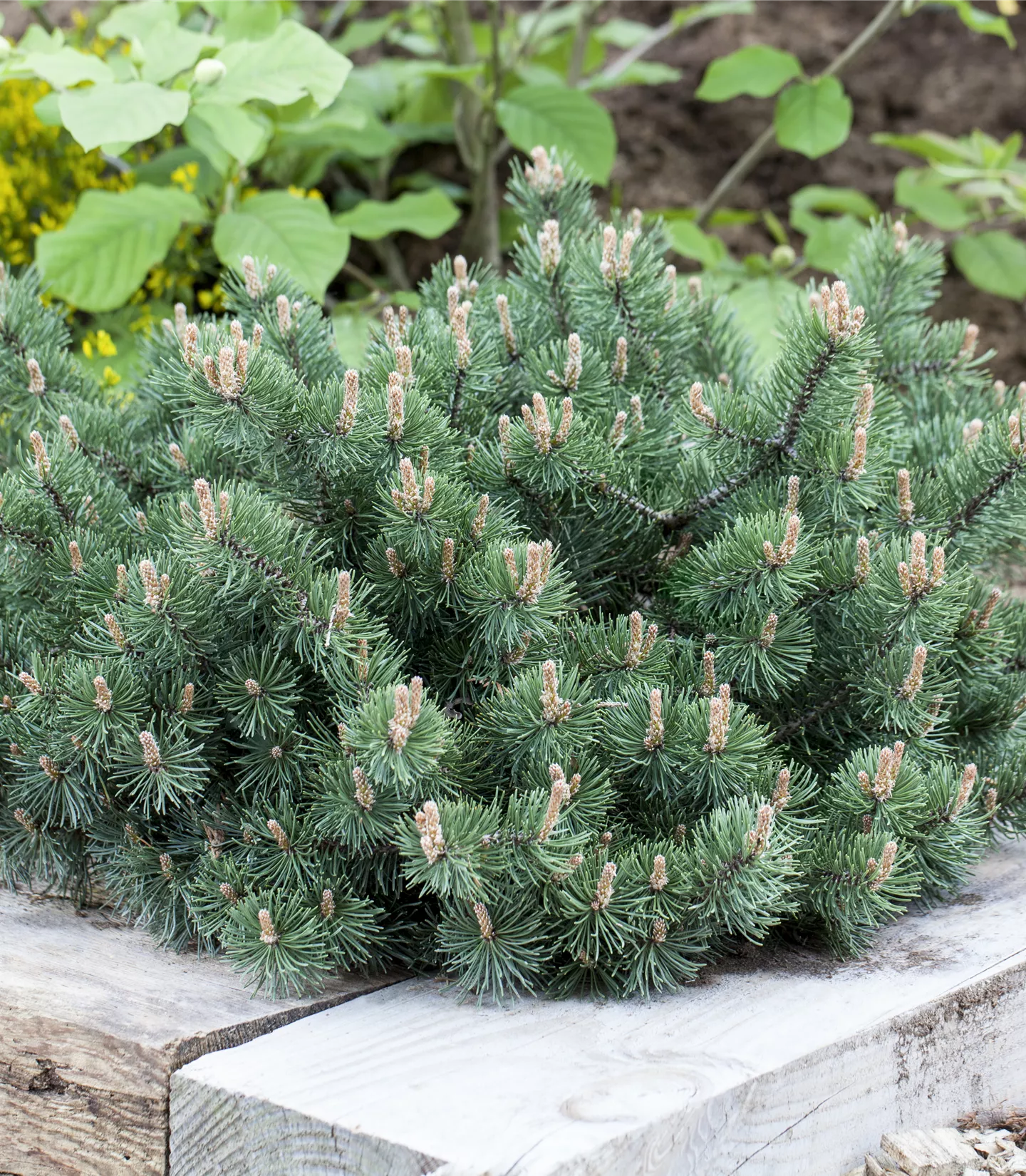 Pinus mugo 'Humpy'