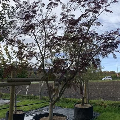 Solitär 350 - 400 25-597 3208 - Seidenbaum 'Summer Chocolate' -S- - Albizia julibr.'Summer Chocolate' -S- - Collection