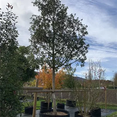 Hochstamm 25-30 24-A51 2690 - Spanische Eiche 'Wageningen' - Quercus hispanica 'Wageningen' - Collection