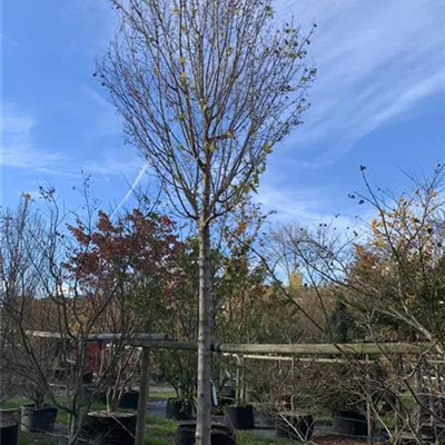 Hochstamm 24-1310 3650 - Feldahorn 'Elsrijk' - Acer campestre 'Elsrijk' - Collection