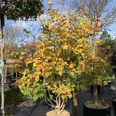 Schirmform 25-022 450 - Schneeballahorn - Acer opalus - Collection