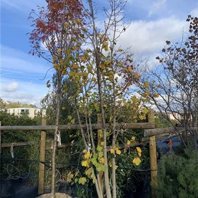 Schirmform 25-557 1350 - Schneeballahorn - Acer opalus - Collection