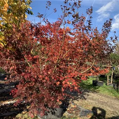 Solitär 225-250 HP22-98B 2300 - Fächerahorn 'Inazuma' - Acer palmatum 'Inazuma' - Collection