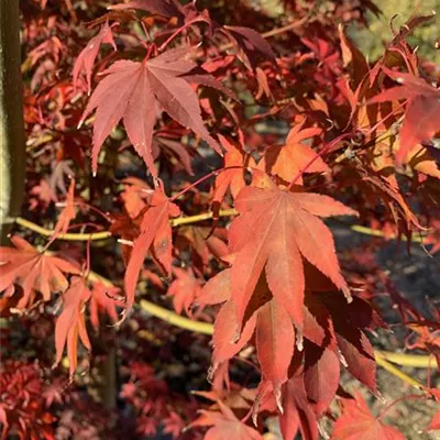 Solitär 225-250 HP22-98B 2300 - Fächerahorn 'Inazuma' - Acer palmatum 'Inazuma' - Collection