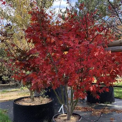 Solitär VK24-013 1185 - Fächerahorn 'Osakazuki' - Acer palmatum 'Osakazuki' - Collection