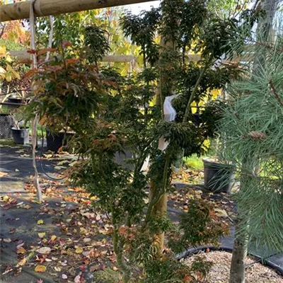 Solitär 150 - 200 25-656 776 - Fächerahorn 'Shishigashira' - Acer palmatum 'Shishigashira' - Collection