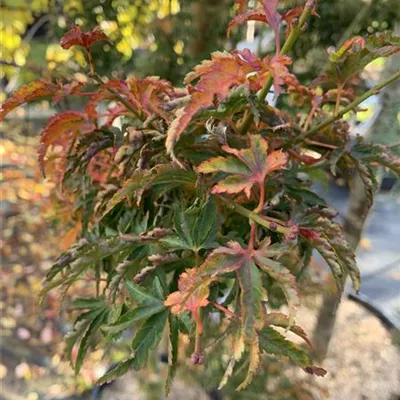 Solitär 150 - 200 25-656 776 - Fächerahorn 'Shishigashira' - Acer palmatum 'Shishigashira' - Collection