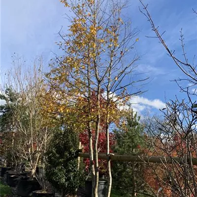 mehrstämmig 400-500 24-B52 1940 - Hainbuche,Weißbuche - Carpinus betulus - Collection