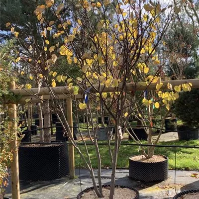 Schirmform 200-250 24-A45 1790 - Gemeiner Judasbaum - Cercis siliquastrum - Collection