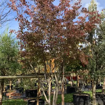 Schirmform 200-300 x 400-500 24-B30 4350 - Chin. Blumen-Hartriegel - Cornus kousa chinensis - Collection