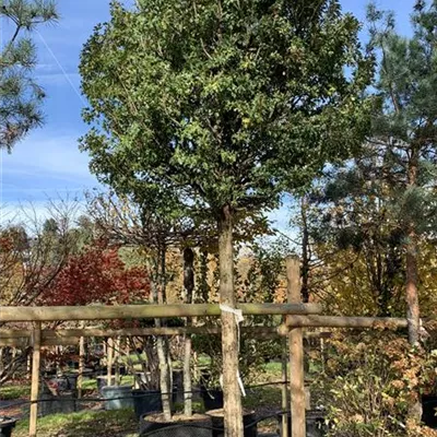 Hochstamm 40-45 23/24-8E 3450 - Weißdorn 'Compacta' - Crataegus monogyna 'Compacta' - Collection