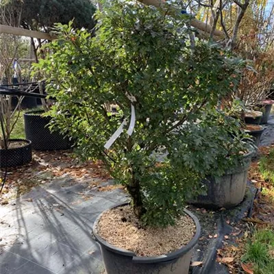 Solitär 24/25-E24 890 - Weißdorn 'Compacta' - Crataegus monogyna 'Compacta' - Collection