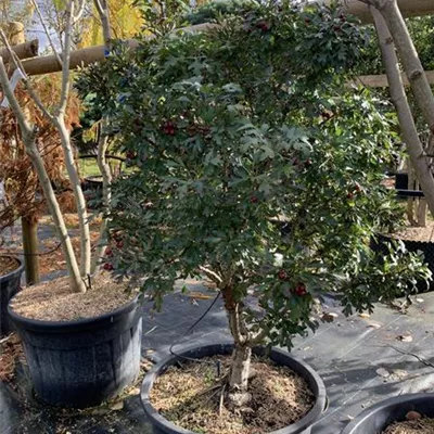 Solitär 24/25-E24 890 - Weißdorn 'Compacta' - Crataegus monogyna 'Compacta' - Collection