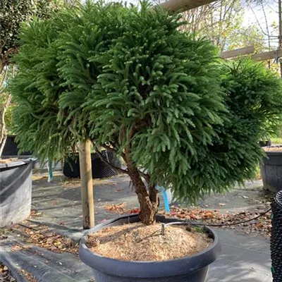 Solitär VP24-8045 950 - Kleine Sicheltanne 'Globosa Nana' - Cryptomeria japonica 'Globosa Nana' - Collection