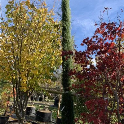 Solitär VP24-8016 1565 - Echte Säulenzypresse 'Pyramidalis' - Cupressus sempervirens 'Pyramidalis' - Collection