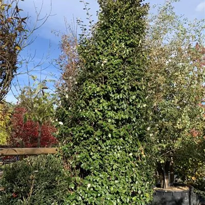 Solitär VP24-8010 2521 - Wintergrüne Ölweide - Elaeagnus x ebbingei - Collection