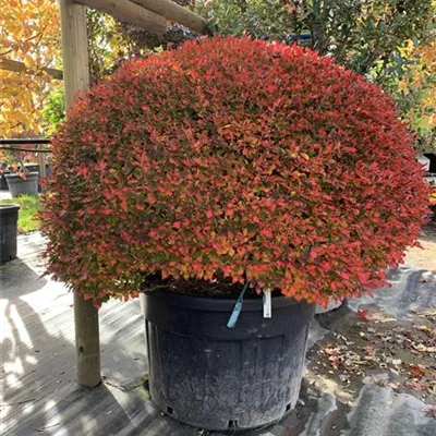 Kugel 25-008 3600 - Frühblühende Prachtglocke - Enkianthus perulatus - Collection