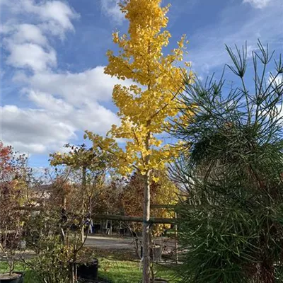 Hochstamm 25-30 HP24-16 2200 - Fächerblattbaum - Ginkgo biloba - Collection