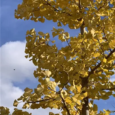 Hochstamm 25-30 HP24-16 2200 - Fächerblattbaum - Ginkgo biloba - Collection