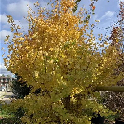 Solitär 300-350 23-31C 1785 - Fächerblattbaum 'Princeton Sentry' - Ginkgo biloba 'Princeton Sentry' - Collection