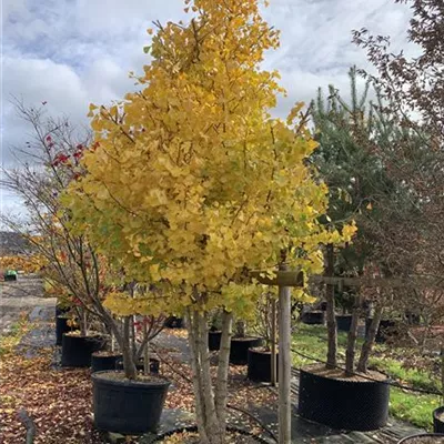 Solitär 300-350 23-30C 1950 - Fächerblattbaum 'Princeton Sentry' - Ginkgo biloba 'Princeton Sentry' - Collection
