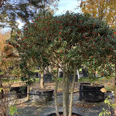 Schirmform 200-225 Nr. HP23-183 1785 - Alaska-Stechpalme - Ilex aquif.'Alaska' - Collection