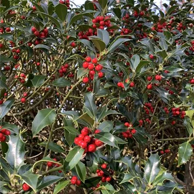 Schirmform 200-225 Nr. HP23-183 1785 - Alaska-Stechpalme - Ilex aquif.'Alaska' - Collection