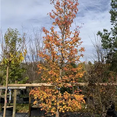 Solitär 150-200 x 500-600 24-B55 1650 - Amerikanischer Amberbaum - Liquidambar styraciflua - Collection
