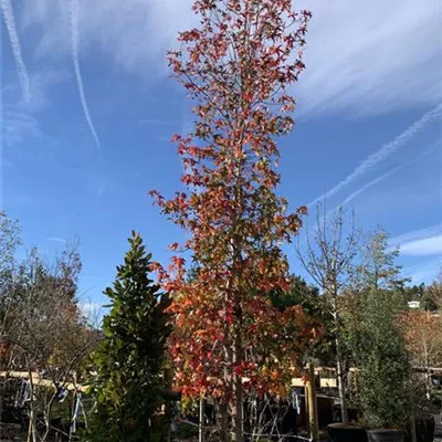 Solitär VP24-8019 3729 - Amerikanischer Amberbaum - Liquidambar styraciflua - Collection