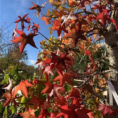 Solitär VP24-8019 3729 - Amerikanischer Amberbaum - Liquidambar styraciflua - Collection