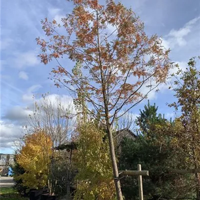 Hochstamm 25-30 HP24-38 1845 - Chinesisches Rotholz - Metasequoia glyptostroboides - Collection